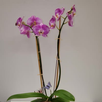 Phalaenopsis Orchids