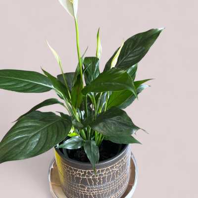 Potted peace lily plant with white blooms in a patterned ceramic pot.