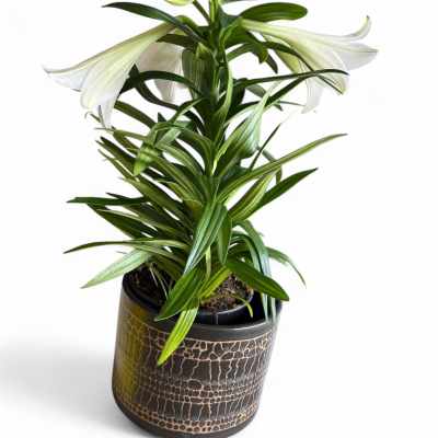 Potted white lily plant with trumpet blooms in a dark patterned ceramic pot