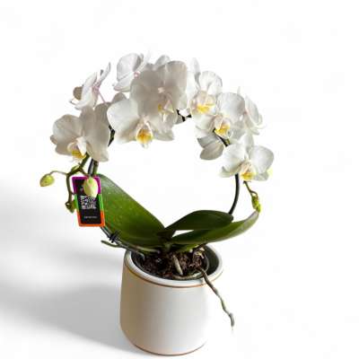 Potted white Phalaenopsis orchid with arching blooms in a white ceramic pot