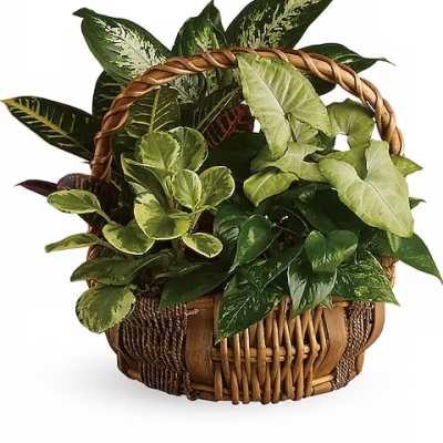 Basket of assorted green houseplants with a woven handle