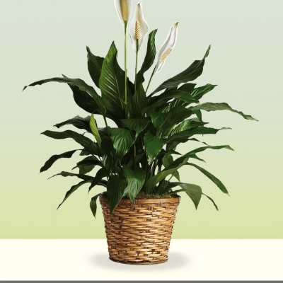Spathiphyllum Plant by Bloomblossom™