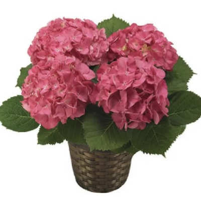 Pink hydrangea plant in a woven basket pot