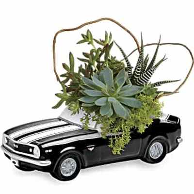 Succulent planter arranged in a black ceramic sports car container with white racing stripes