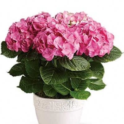Potted pink hydrangea plant in a white ceramic pot