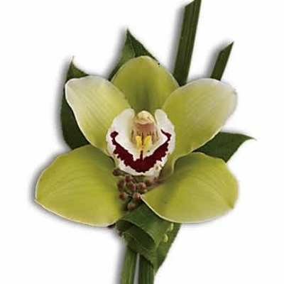 Green cymbidium orchid boutonniere with burgundy and white center and linear foliage