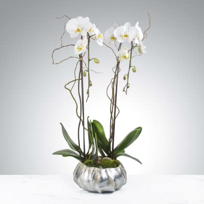 Two Stem Orchid Planter by BloomNation™
