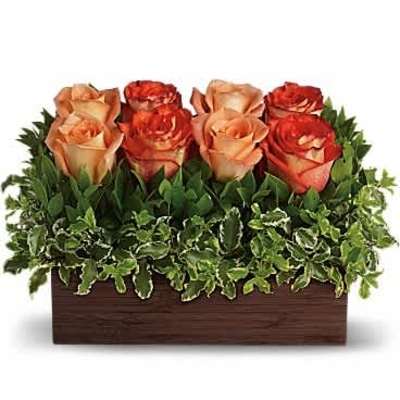 Low arrangement of peach and orange roses in a wooden box with a thick border of green foliage.