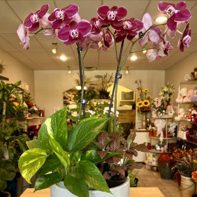 Blooming Orchid & Plants