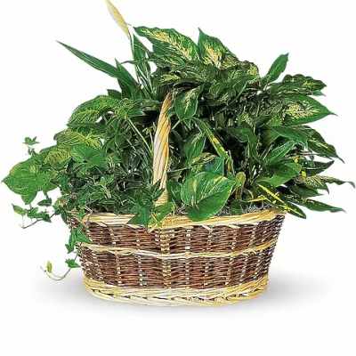 Basket of assorted green houseplants in a woven basket