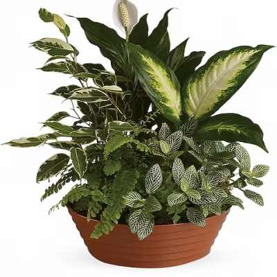 Mixed potted houseplants in a terracotta planter with a white peace lily bloom