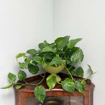 Golden Pothos in Vintage Enamel Planter