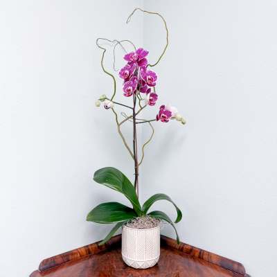 Phalaenopsis Plant - Single Stem Novelty Color