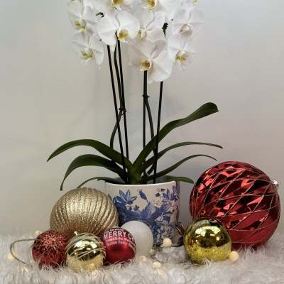 White cotton orchids