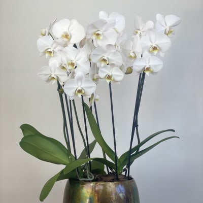 Fabulous Orchids in purpura
