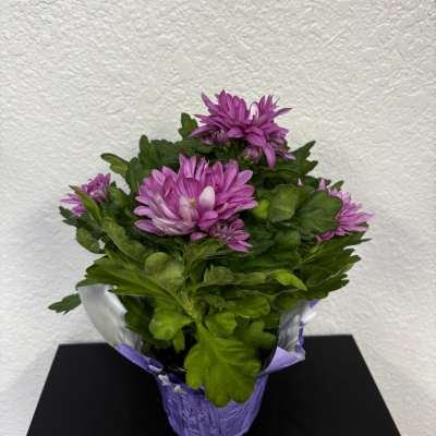 Purple chrysanthemum plant in a wrapped pot