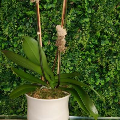 White phalaenopsis Orchid