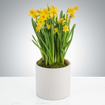 Daffodil Plant by Bloomblossom™