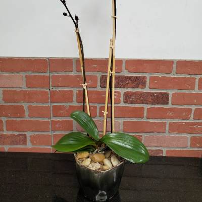 Phalaenopsis Purple Orchid