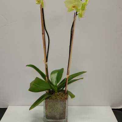 Phalaenopsis Orchid