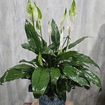 Peace Lily