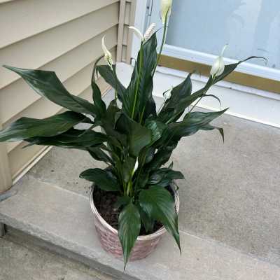 PEACE LILY