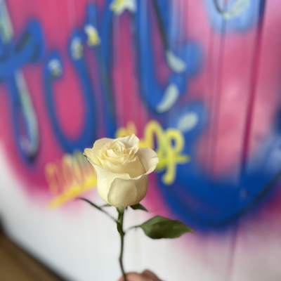 Single cream rose held by hand against a colorful graffiti wall