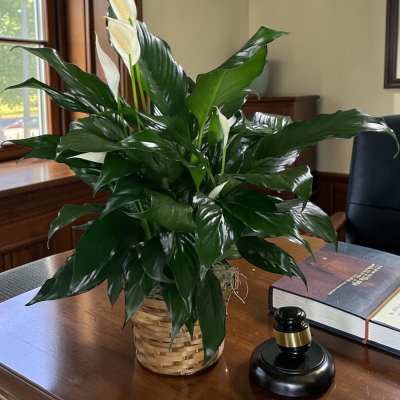 10” Peace Lily