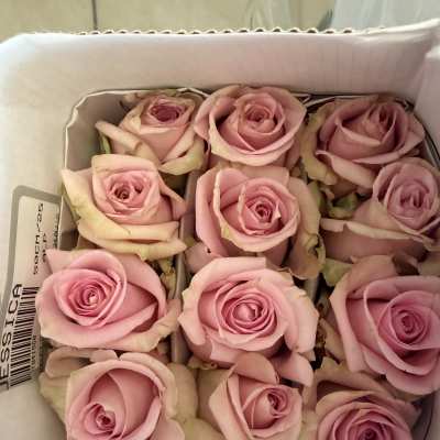 wholesale: pink long stemmed roses