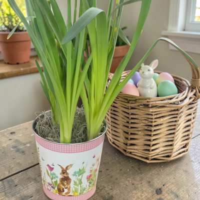 Spring Potted Daffodil