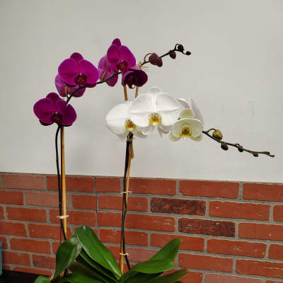 Phalaenopsis Orchid Plants