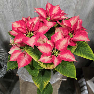 Ice Crystal Poinsettia