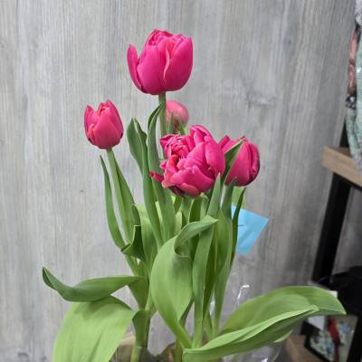 Tulips