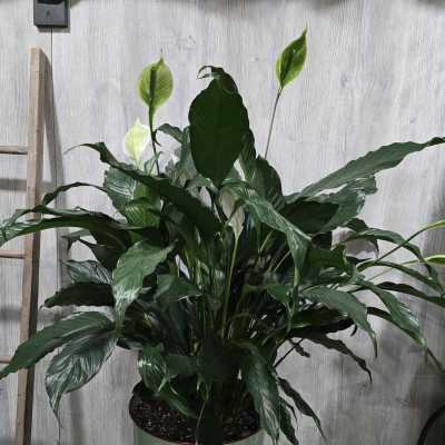 Jumbo Peace Lily