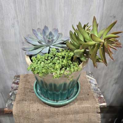 Succulent Dish Garden