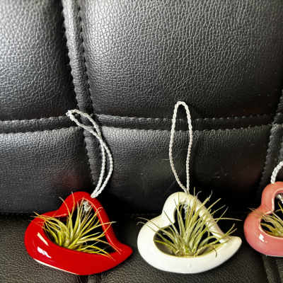 Three heart-shaped hanging planters with small air plants