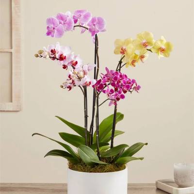 Potted orchid arrangement with pink, white, and yellow blooms