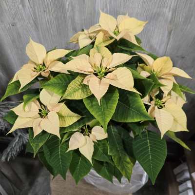 Cream Poinsettia
