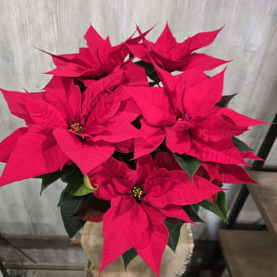 Red Poinsettia