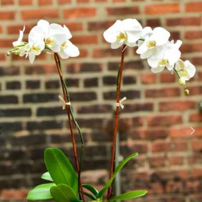 White orchids in a square glass vase with moss