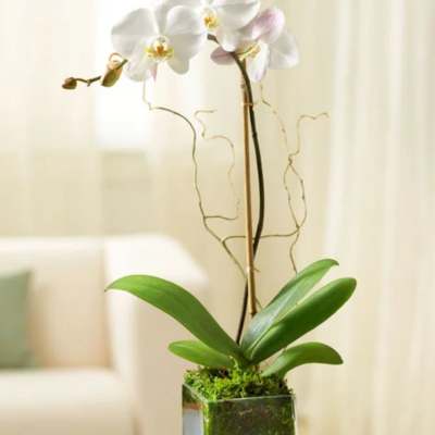 White orchid plant in a square glass vase with moss