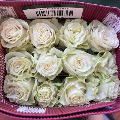 Wholesale roses mondial 25 stem pack
