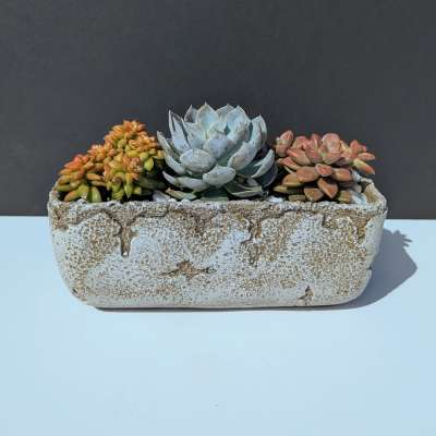Succulent Dish Garden