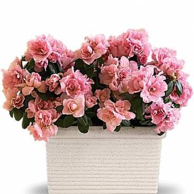 Pink flowers arranged in a white rectangular planter