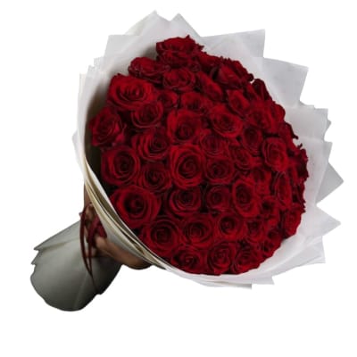 Bouquet of red roses wrapped in white paper