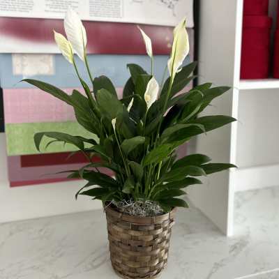 Small Peace Lily