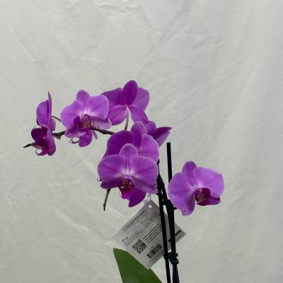 Double Bloom Orchid