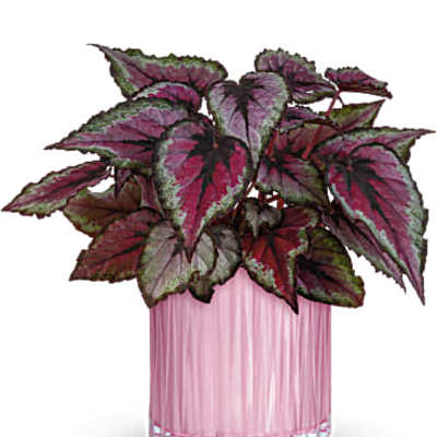 Teleflora's Sparkling Begonia