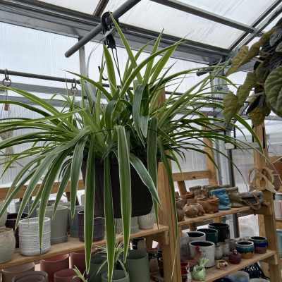 Large hanging spider plant in a black pot inside a greenhouse.