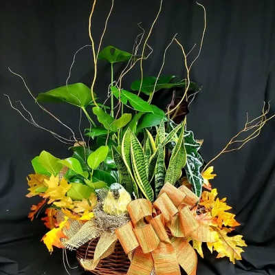 Basket arrangement of green houseplants with autumn leaves and a ribbon bow